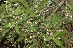 Vitex leucoxylon